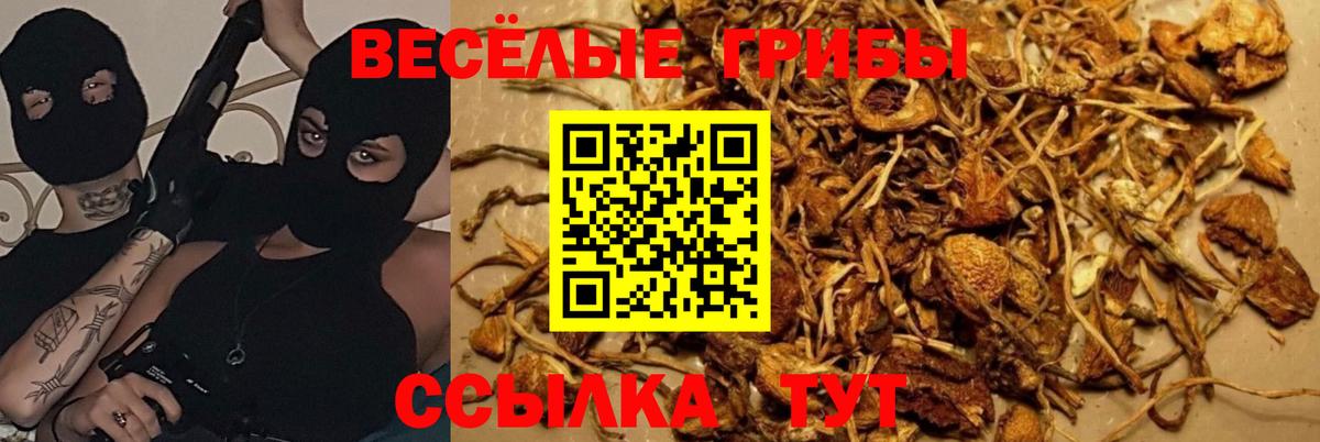 Псилоцибиновые грибы Psilocybe  Псилоцибиновые грибы Magic Shrooms  как найти   Ишим 